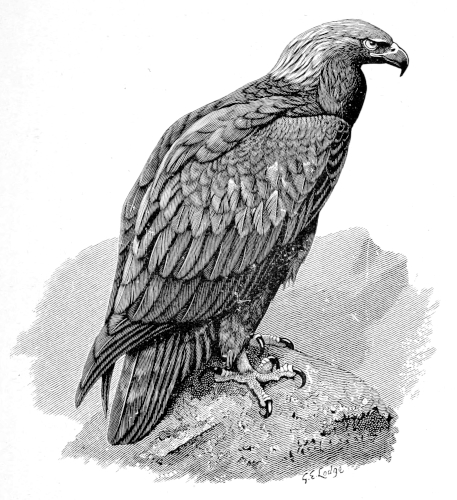 Eagle