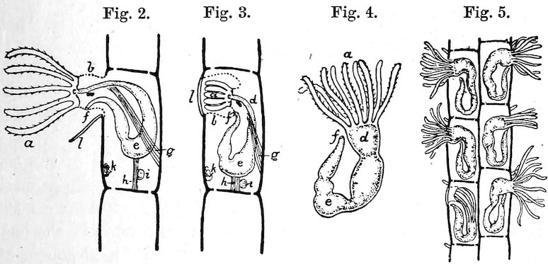 Fig. 2.      Fig. 3.      Fig. 4.      Fig. 5.