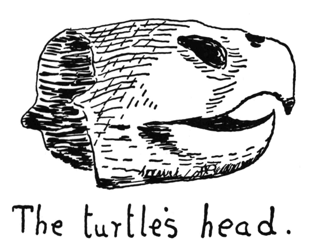 The turtle’s head.