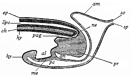 Longitudinal section of the hinder end of a chick.