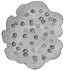 Aphanocapsa primordialis.