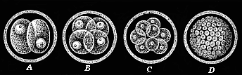 Original or primordial ovum-cleavage.