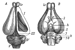 Brain of the rabbit.