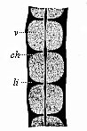 Three dorsal vertebræ, from a human embryo, eight weeks old, in lateral longitudinal section.