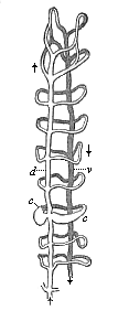 Vascular system of an Annelid (Saenuris), foremost section.