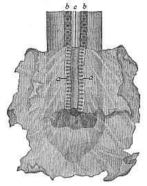 Rudimentary primitive kidneys of a dog-embryo.