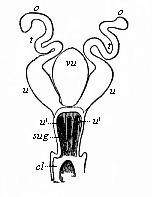 Female sexual organs of a Monotreme (Ornithorhynchus, Fig. 269).