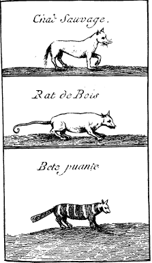 TOP: Wild Cat—MIDDLE: Opossum>—BOTTOM: Skunk